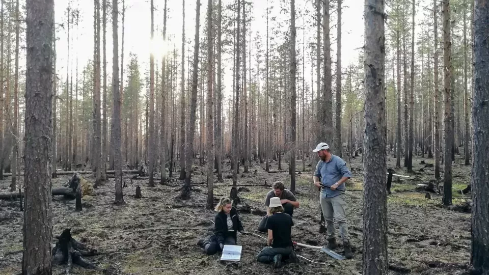 The researchers in a boreal forest
