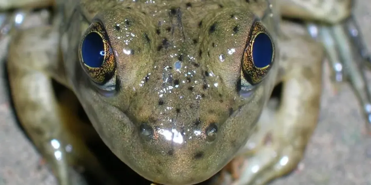Close-up of a frog