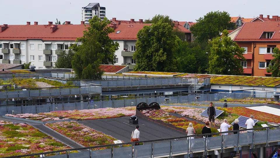 Green roofs in Augustenborg, Malmö. Photo: Scandinavian green roof institute.