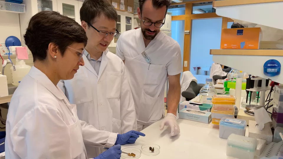 Isabel Goncalves, Jiangming Sun, and Andreas Edsfeldt studying two atherosclerotic plaques. 