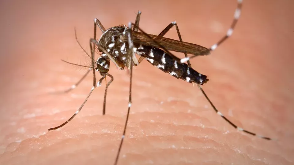Asian tiger mosquito. photo.