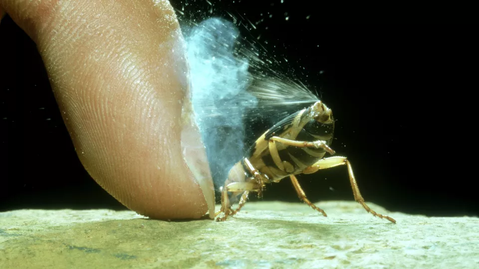 Bombardier beetle spraying toxic spray next to finger (Photo: Swedish Biomimetics 3000)