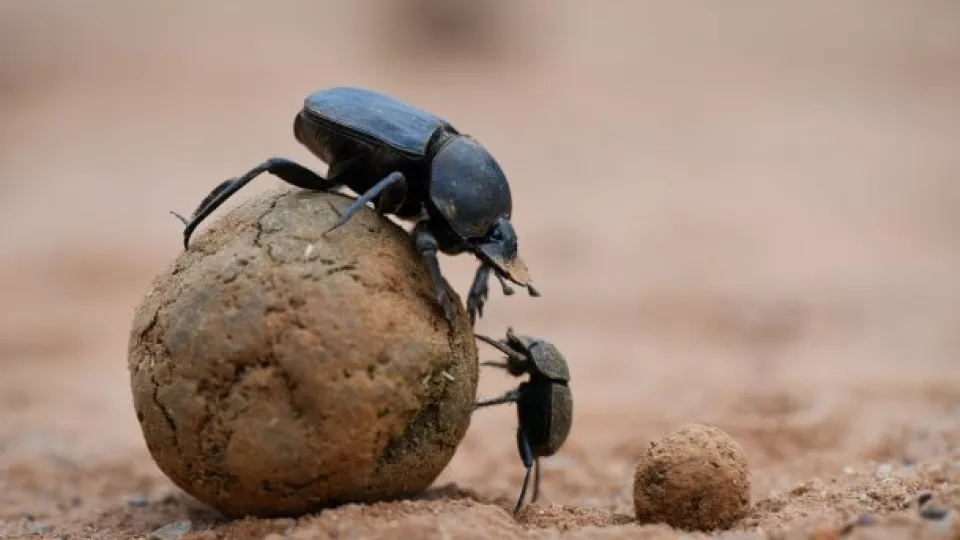 Dung beetle (Photo: Chris Collingridge)