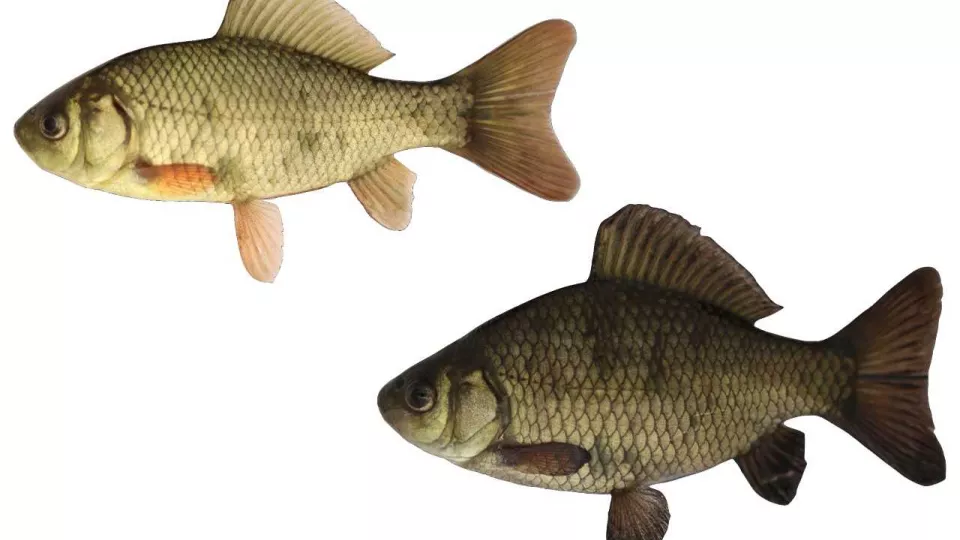 The crucian carp lower down has lived near predators, and is bigger (in height). Photo: Jerker Vinterstare