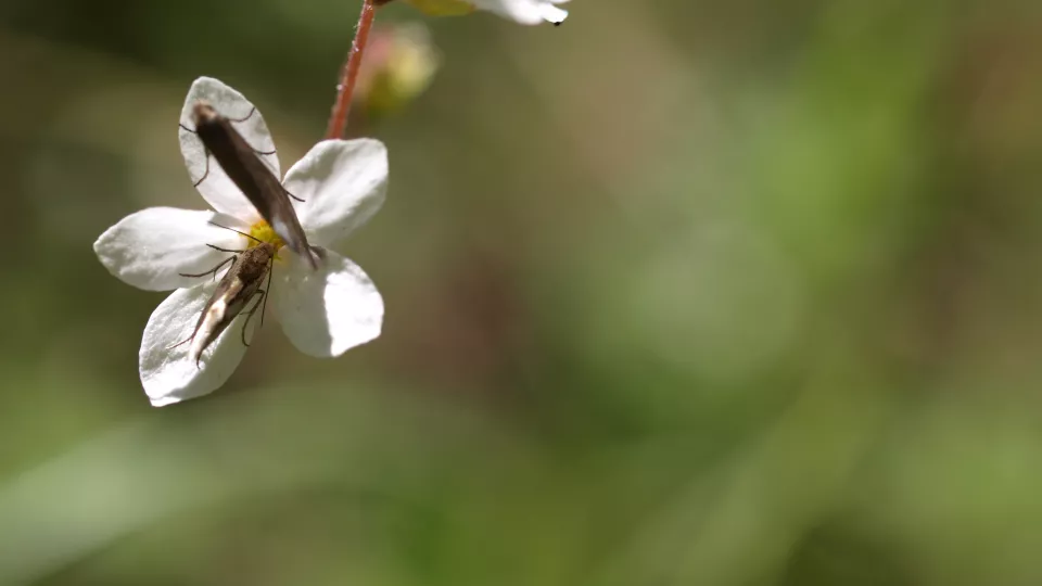 Two moths on a flower