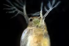 Close-up of grazing zooplankton, daphnia