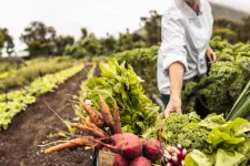 Field with woman harvesting vegetables. Photo: iStock