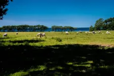 Meadow with grazing cows