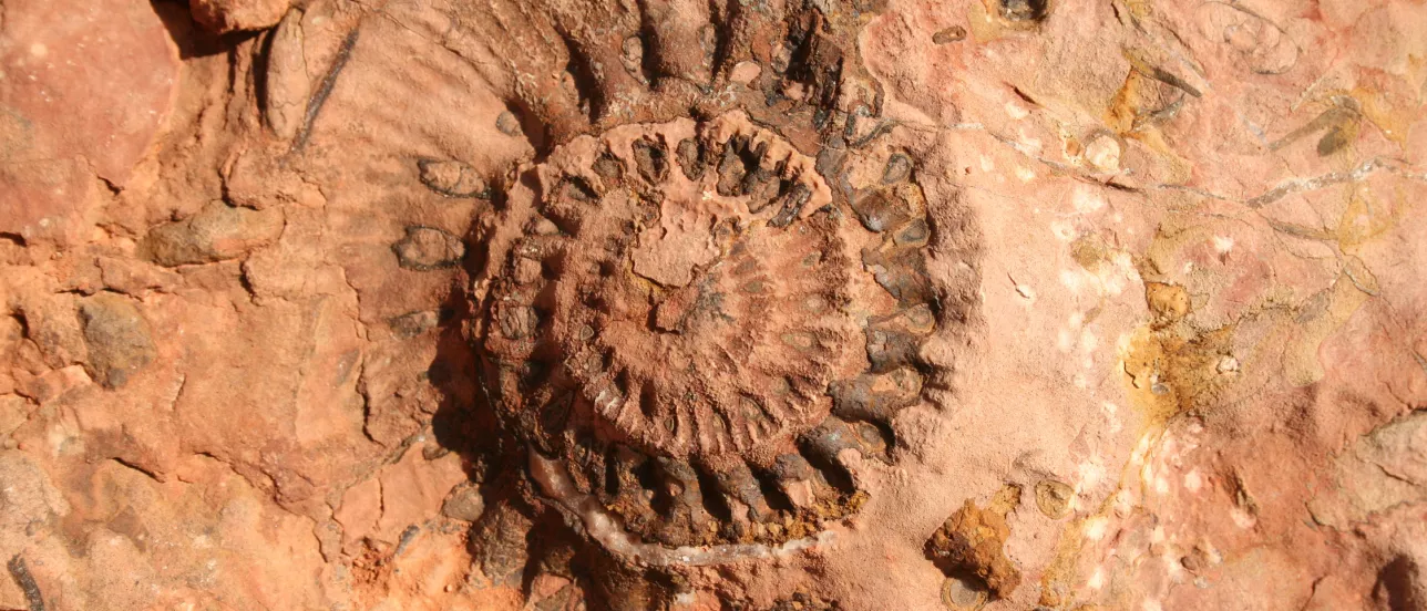 A large fossil