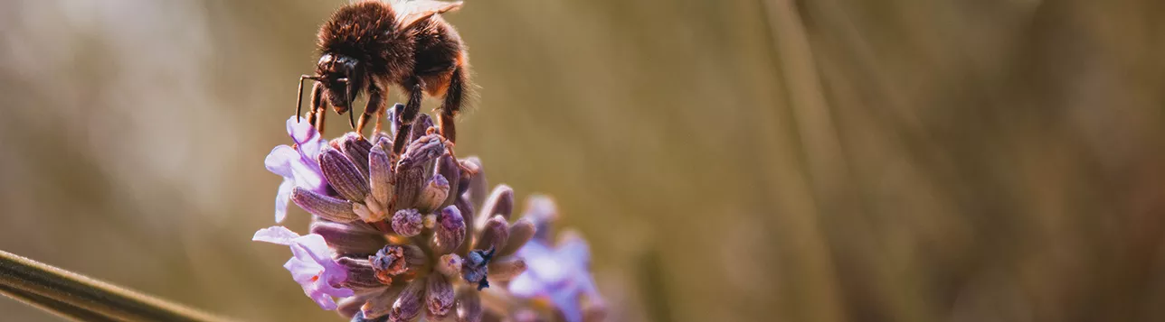 Pollinating bee. Photo: Sara Kurfess/Unsplash.