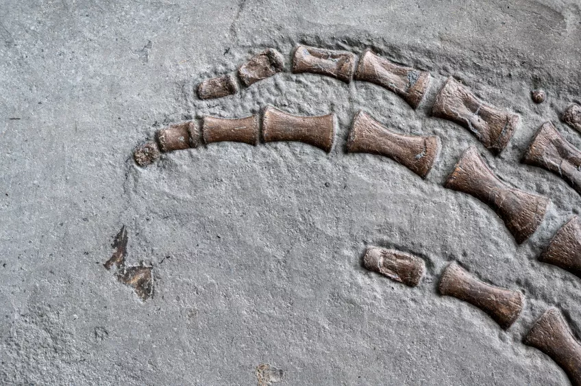 The tip of the right flipper with two scales along the trailing edge. Credit: Klaus Nilkens/Urwelt-Museum Hauff