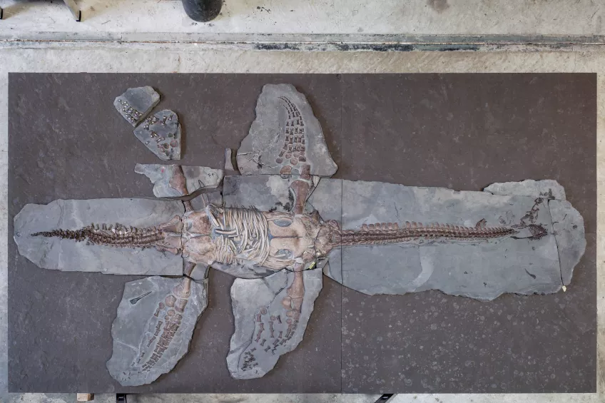 Skeleton of the new plesiosaur at the Urwelt-Museum Hauff in Holzmaden, Germany. Credit: Klaus Nilkens/Urwelt-Museum Hauff